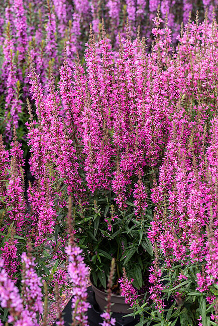 Lythrum hybrida Hot Pink